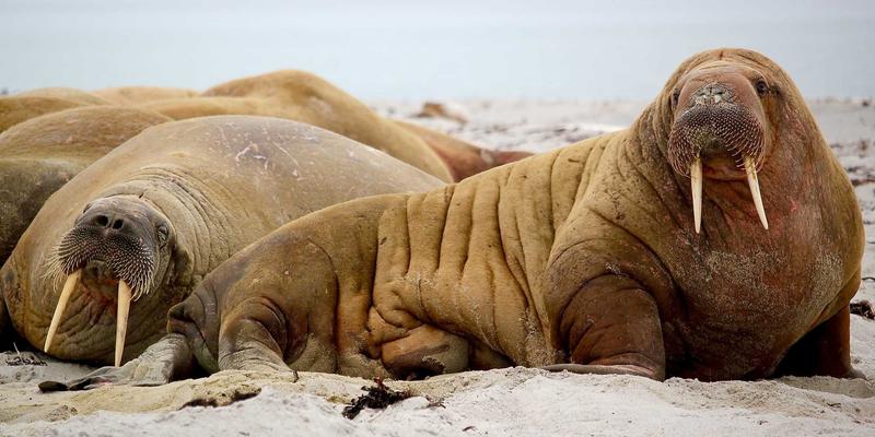 ZSZ100与预测性维护融合：工业物联网时代的智能诊断与备件管理综合信息分享